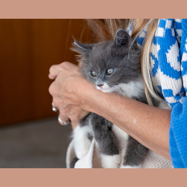 Photo of Bluey