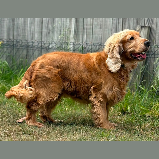 Photo of Goldy