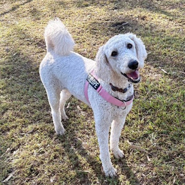 Photo of Penelope