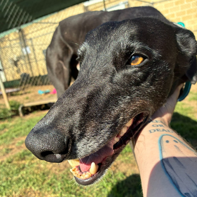 Photo of Shane Hollander The Greyhound