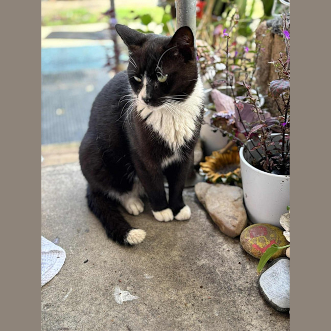 Photo of Sylvester
