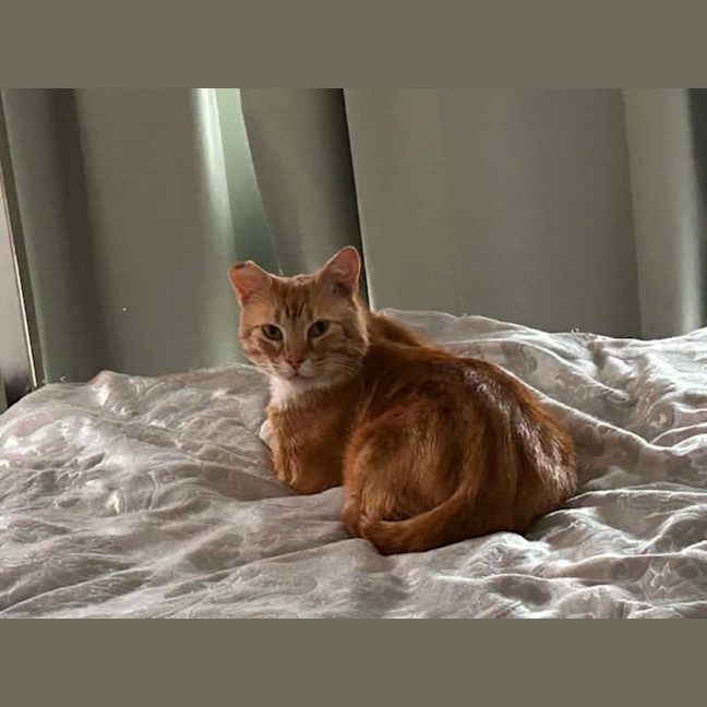 Photo of George *9 Lives Project Rescue*