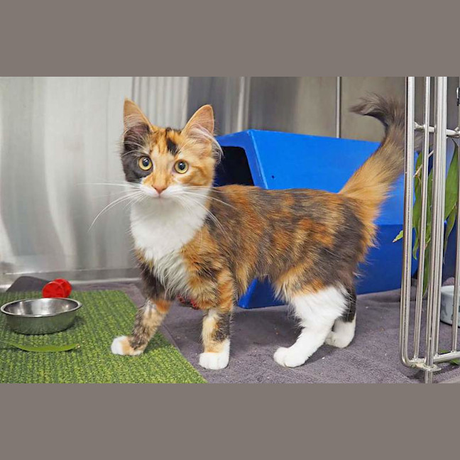 Photo of Belle