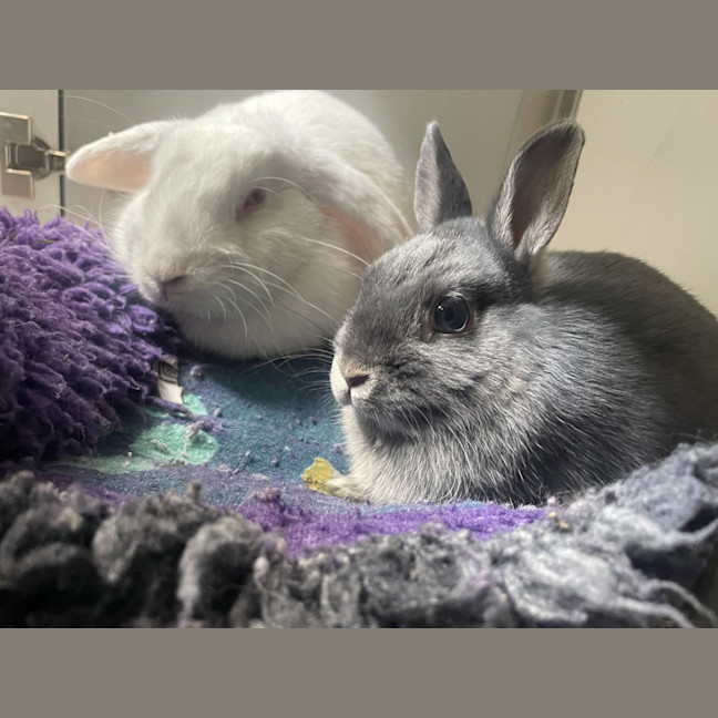 Photo of Blinky (Bonded To Bambi)