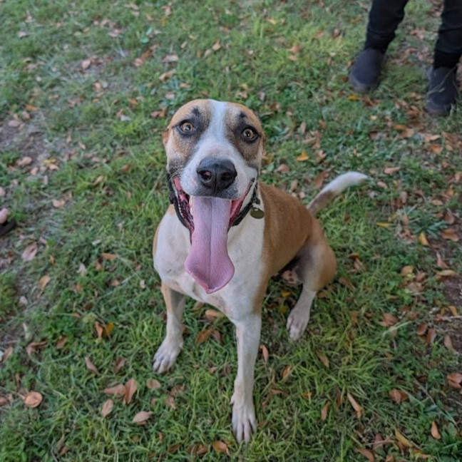 Photo of Boof