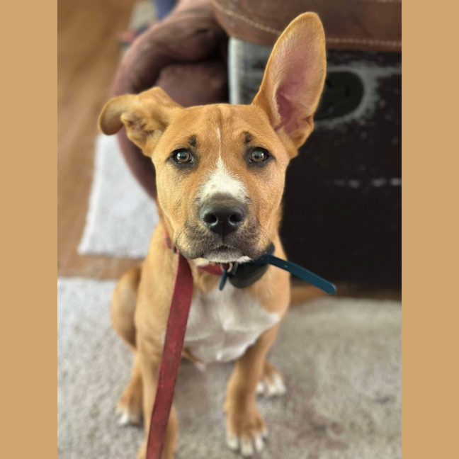 Photo of Archie (0044)