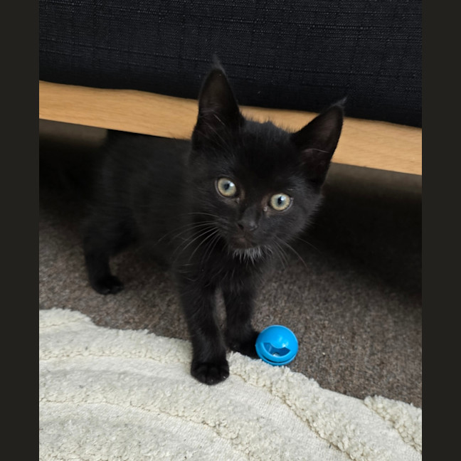 Photo of Frankie   9 Week Old Dsh