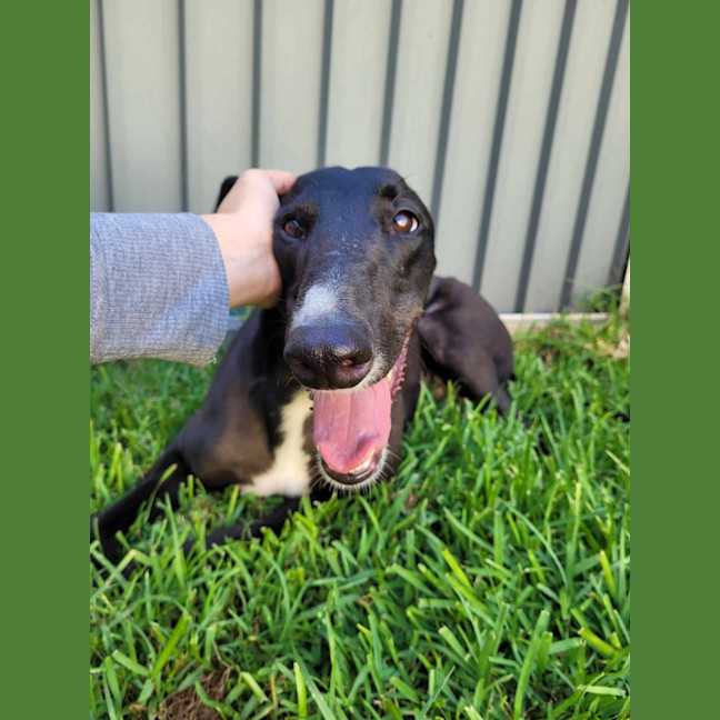 Photo of Little Ninja, The Greyhound