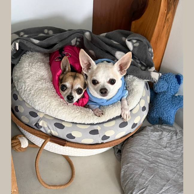 Photo of Chloe & Pepe