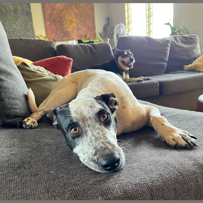 Photo of Spot