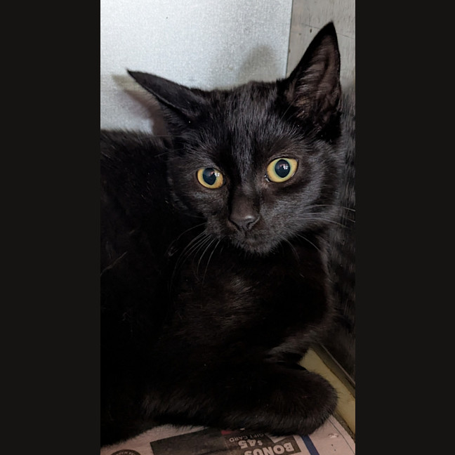 Photo of Slinky Malinki