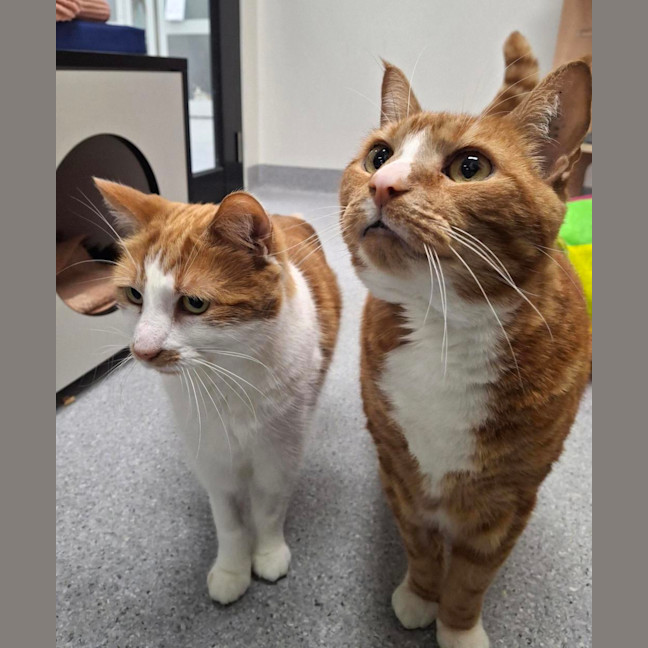 Photo of Felix (Bonded To Primrose)