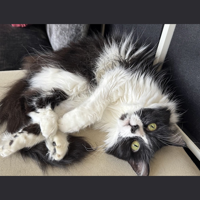 Photo of Pippin