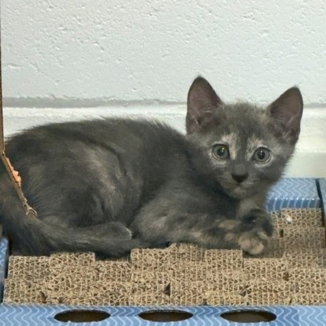 Photo of Blue
