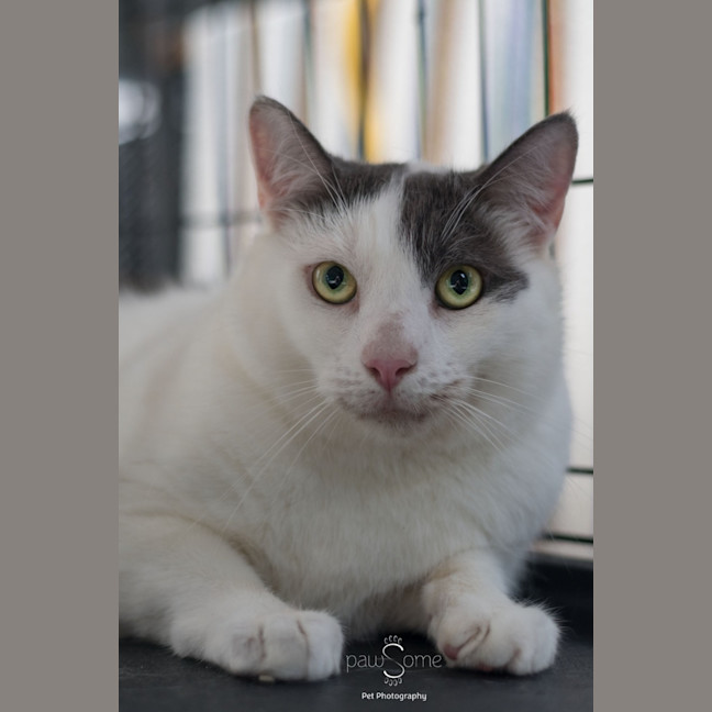 Photo of Chase**2nd Chance Cat Rescue**