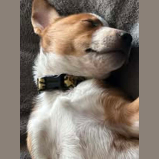 Photo of Ziggy