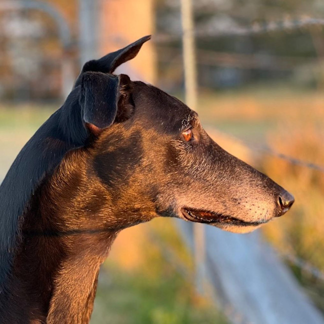 Photo of Boris The Greyhound