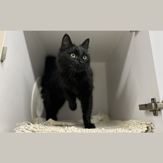 Photo of Minerva