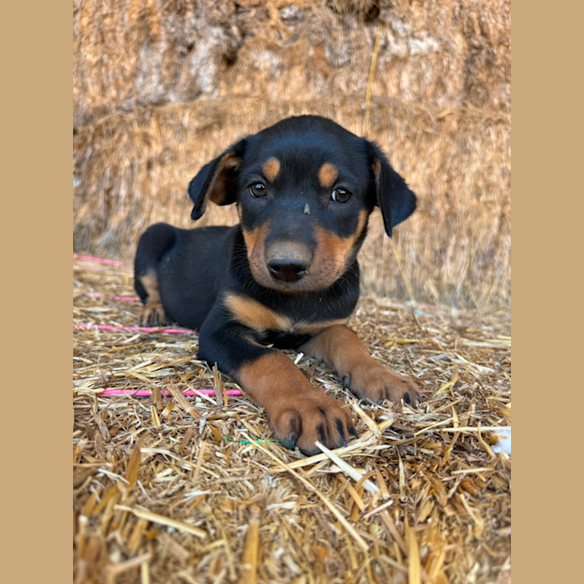 Photo of Rum Ball