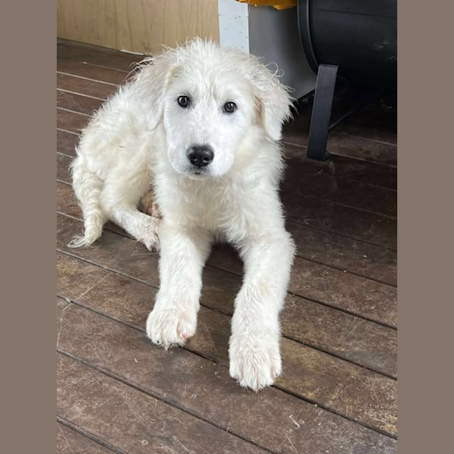 Photo of Axel