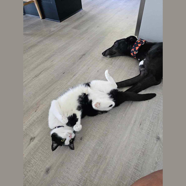 Photo of Rodney, The Cat Friendly Greyhound