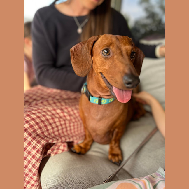 Photo of Frank & Lucy   5 Year Old Dachshund