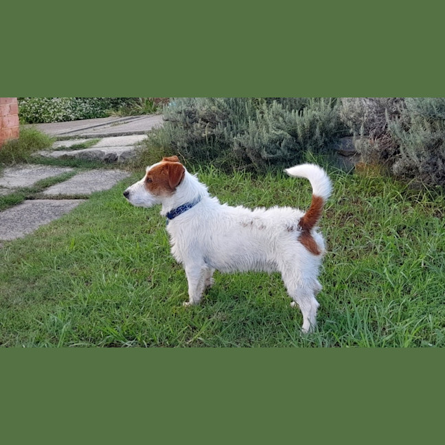 Photo of Stubby   8 Month Old Jack Russell 