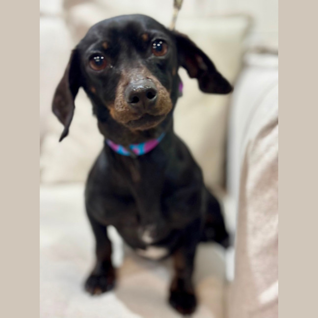 Photo of Chilli