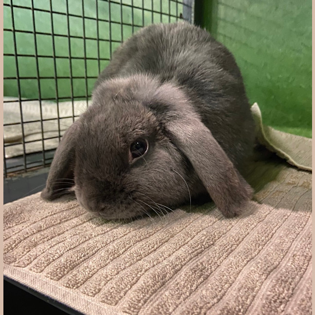 Photo of Cobalt