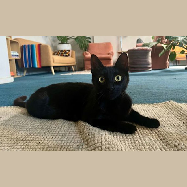 Photo of Toothless