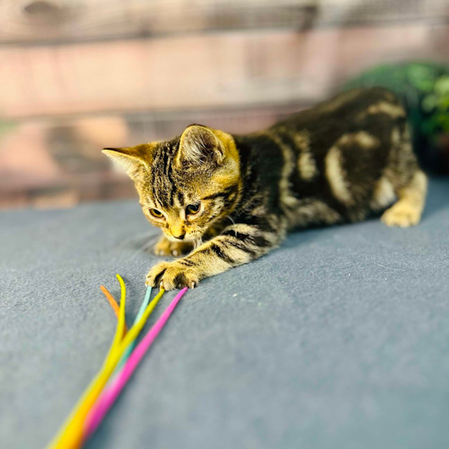 Photo of Mimosa   Located In Preston 