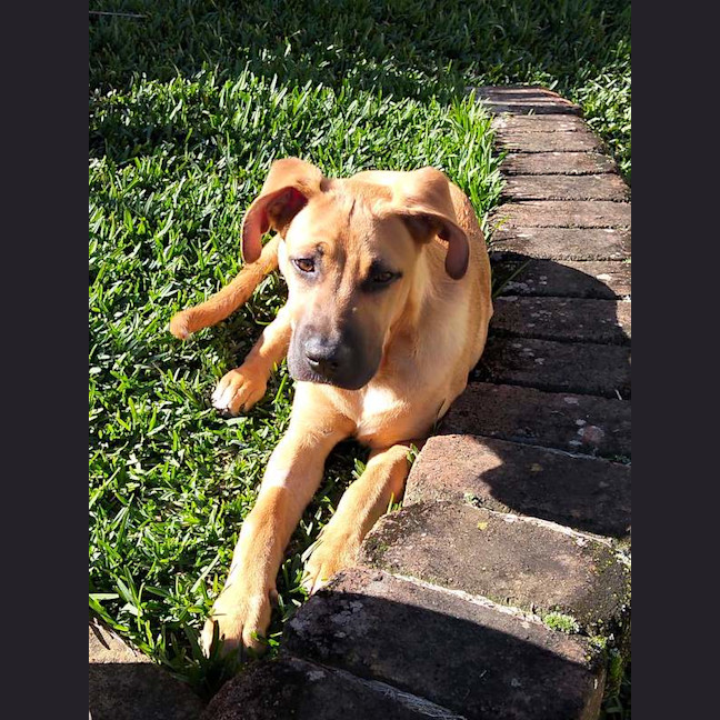 Photo of Pumpkin