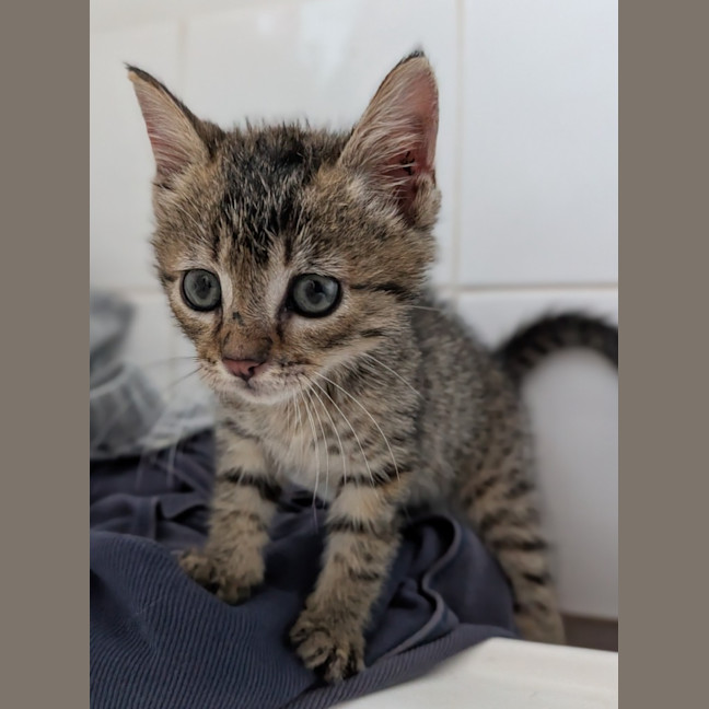 Photo of Tiger