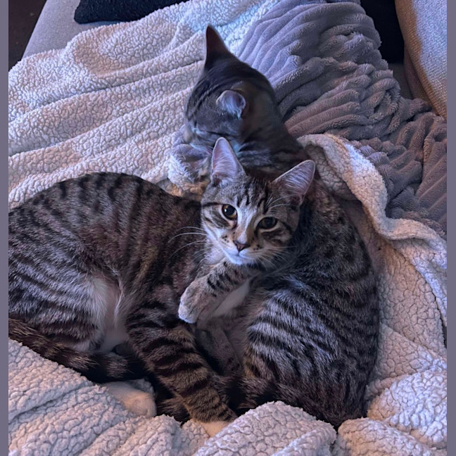 Photo of Narnia & Tumnus 