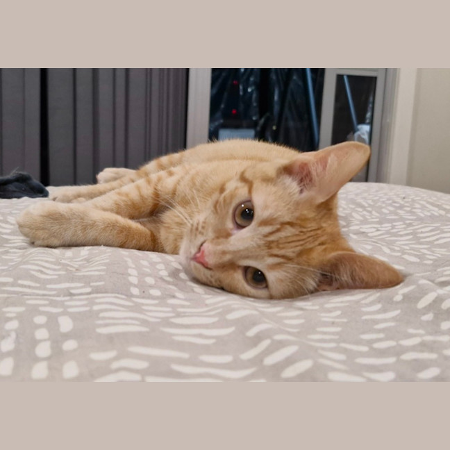 Photo of Taco (& Nacho)