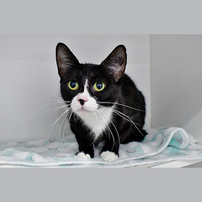 Photo of Cleo