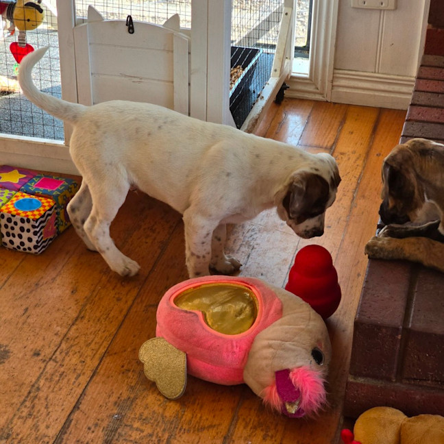 Photo of Beanie Baby