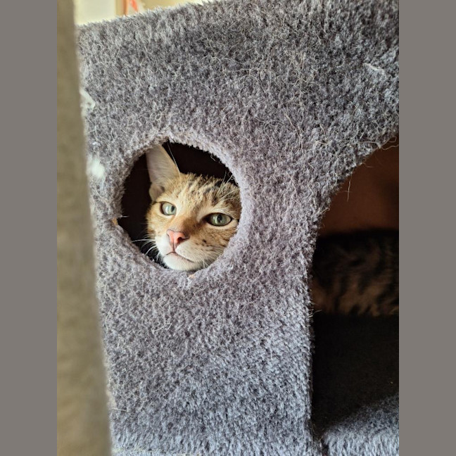 Photo of Peanut