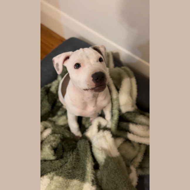 Photo of Milo