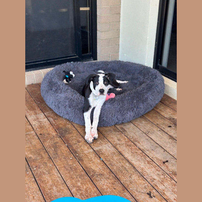 Photo of Milo