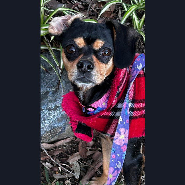 Photo of Pixie