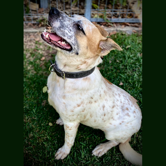 Photo of Hank