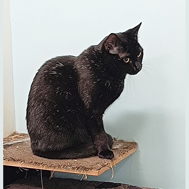 Photo of Princess Pretticoat