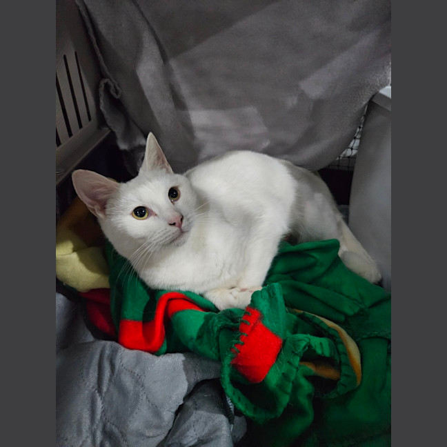 Photo of Minnie Me