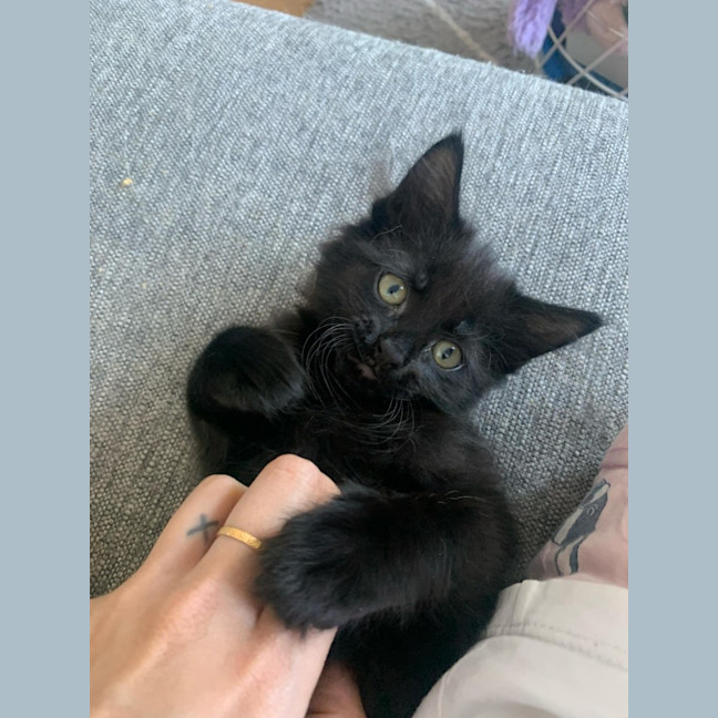 Photo of Clementine