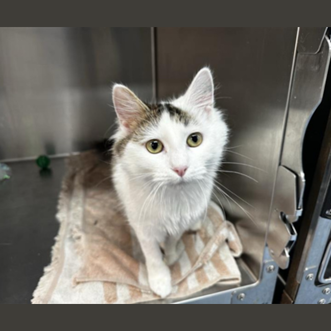 Photo of Jinx