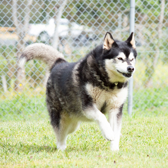 Photo of Cardie