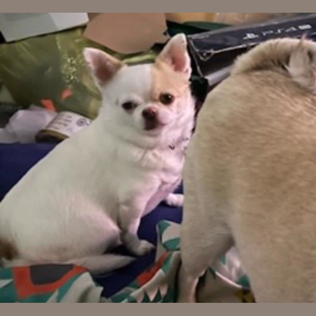 Photo of Goose And Stevie Uffelman