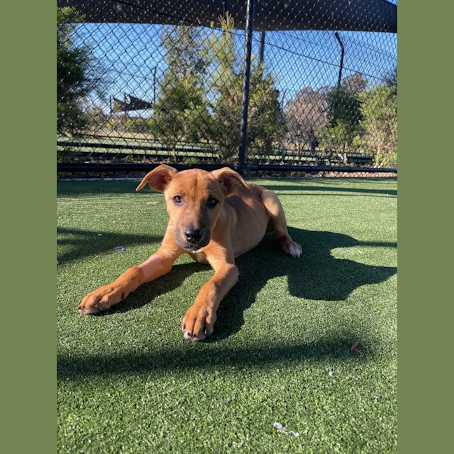 Photo of Chips Imp 1762