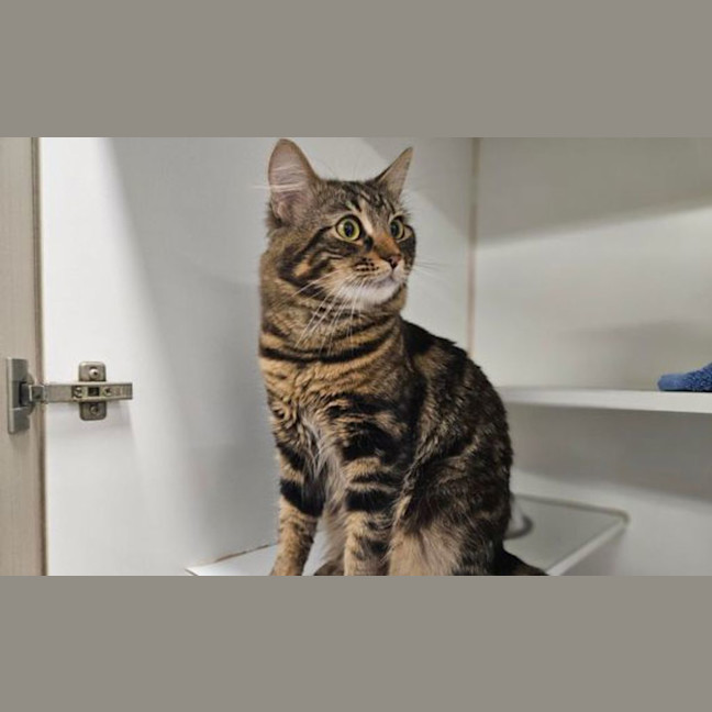 Photo of Marmaduke